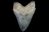 Serrated, Fossil Megalodon Tooth - Glossy Enamel #76506-2